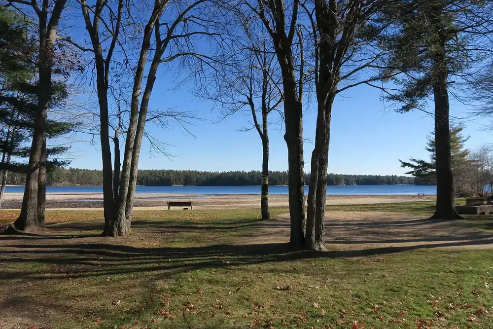 Tall pines along the sandy shore of Island Pond in Derry, New Hampshire