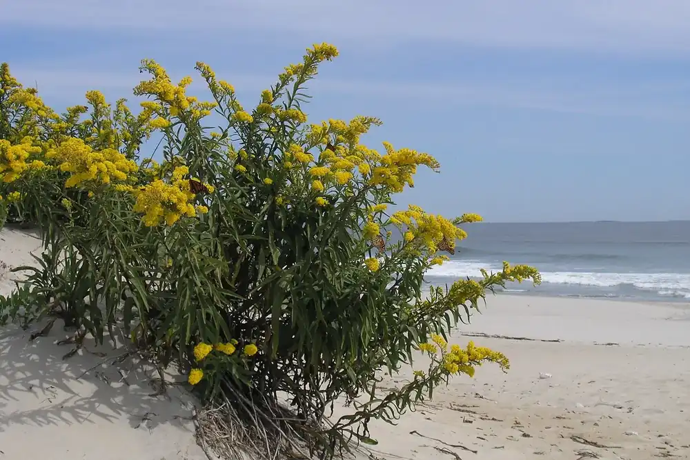 Yellow goldenrod blooming on the sand dunes above the ocean at Hampton Beach, New Hampshire